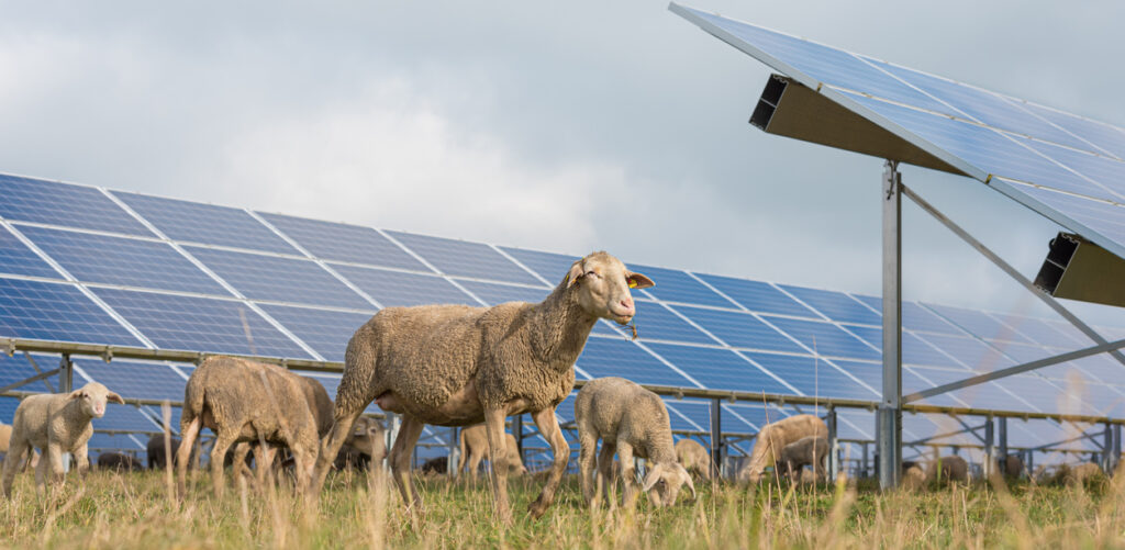solar power panels with grazing sheeps